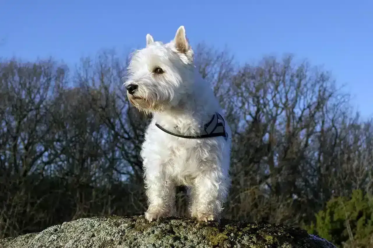 Westie temperament: everything you need to know about this charming breed 2 Westie puppies for sale