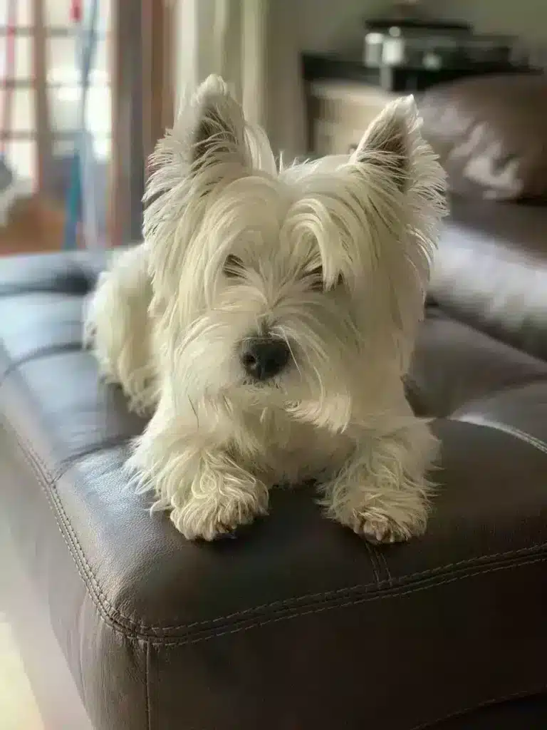 West highland white terrier-welpen zu verkaufen: qualitรคt und fรผrsorge beim top-zรผchter 6 West highland white terrier welpen zรผchter