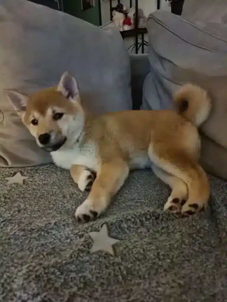 A shiba inu standing attentively, its alert gaze focused on its owner as they guide it through a series of obedience exercises in a sun-dappled park. The dog\ Puppy opvoeding