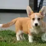 Welsh corgi pembroke - roxanne 17 Puppy advies