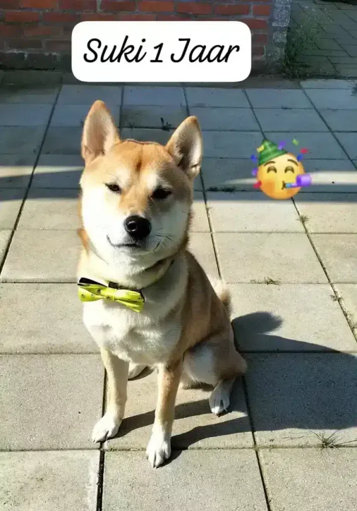 Shiba inu: complete gids over dit prachtige hondenras 2 Shiba inu volwassen