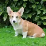 Welsh corgi pembroke - roxanne 12 Kennel services