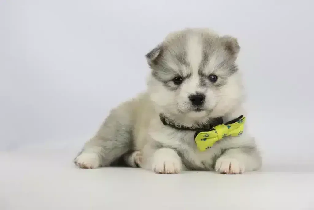 L'alaskan klee kai et le pomsky : une comparaison 2 Pomsky gedrag
