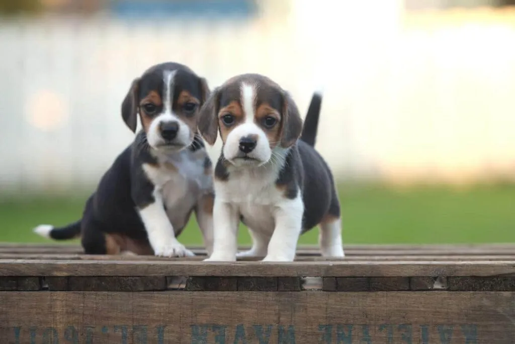 Die beste hunderasse: beagle - alles, was sie wissen mรผssen 4 Beagle training
