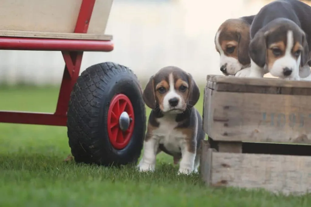 Die beste hunderasse: beagle - alles, was sie wissen mรผssen 2 Beagle verzorging
