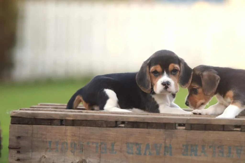 Die beste hunderasse: beagle - alles, was sie wissen mรผssen 5 Beagle kopen