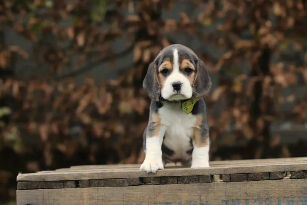 Die beste hunderasse: beagle - alles, was sie wissen mรผssen 1 Beagle eigenschappen