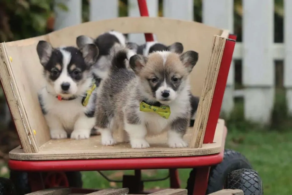 Informations sur le welsh corgi pembroke 5 A group of puppies on a wagon
