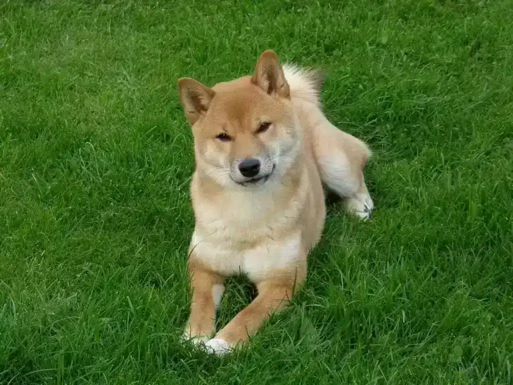 Shiba inu: complete gids over dit prachtige hondenras 3