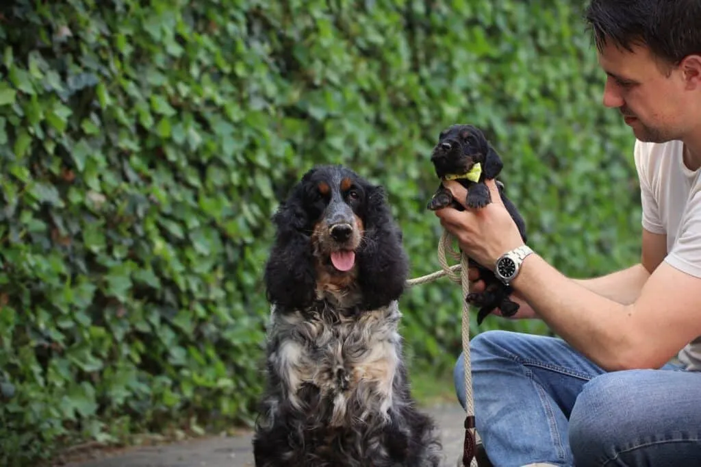 Cocker spaniel anglais vs. Amรฉricain : quelle est la diffรฉrence? 2