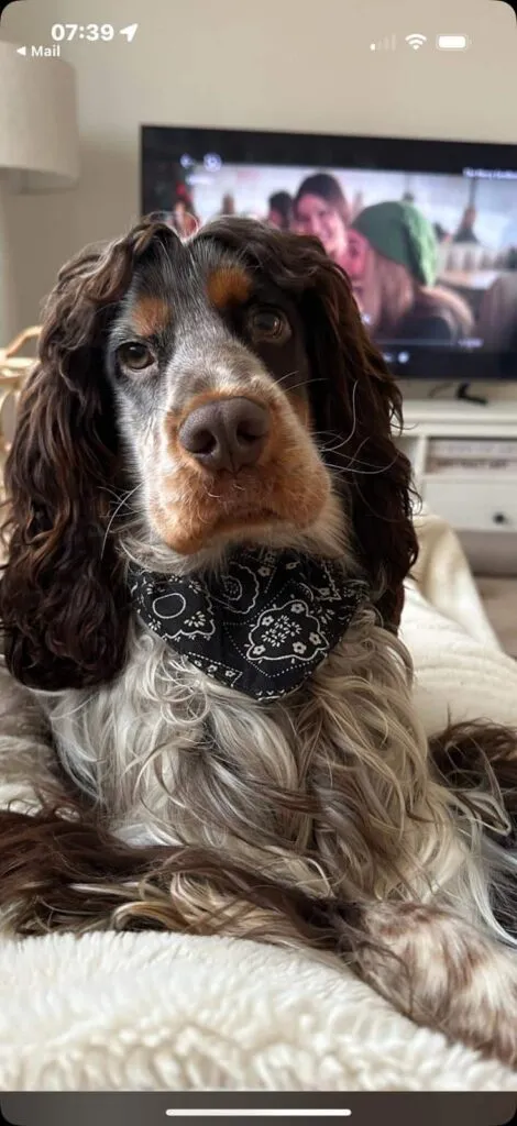 Cocker spaniel anglais vs. Amรฉricain : quelle est la diffรฉrence? 11