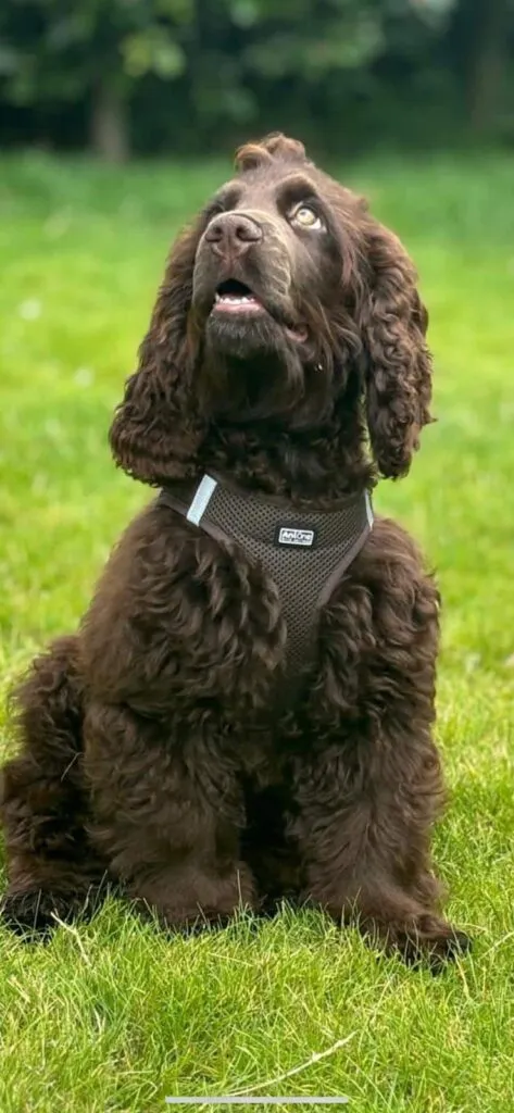Cocker spaniel anglais vs. Amรฉricain : quelle est la diffรฉrence? 10