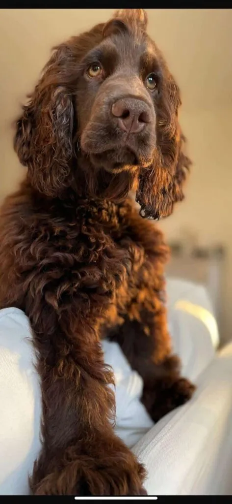 Cocker spaniel anglais vs. Amรฉricain : quelle est la diffรฉrence? 9