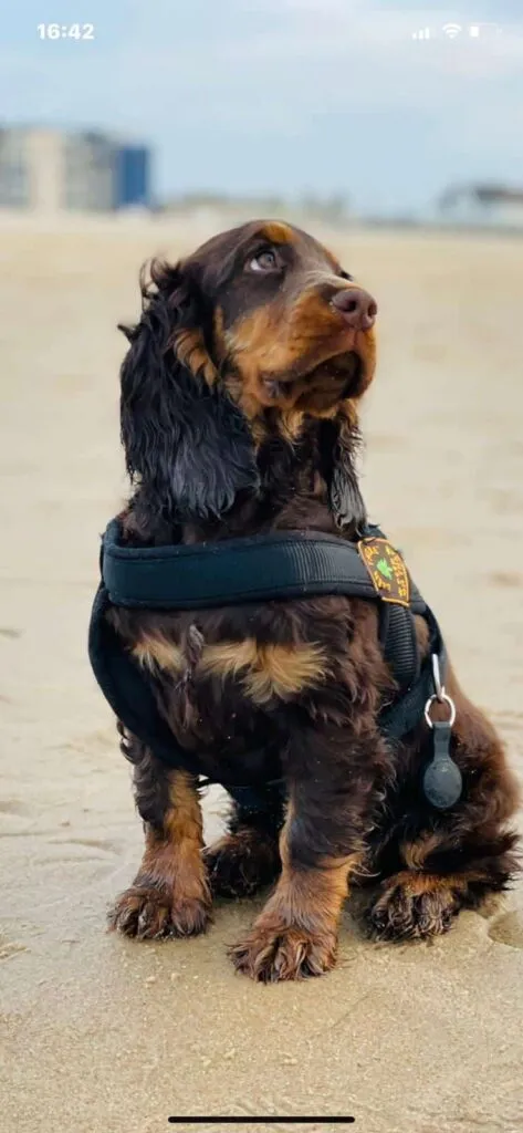Cocker spaniel anglais vs. Amรฉricain : quelle est la diffรฉrence? 8