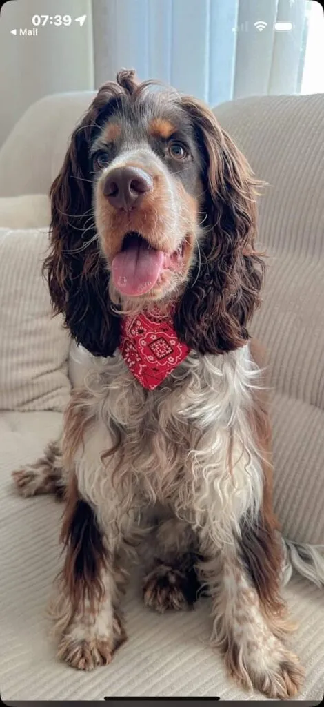 Cocker spaniel anglais vs. Amรฉricain : quelle est la diffรฉrence? 17