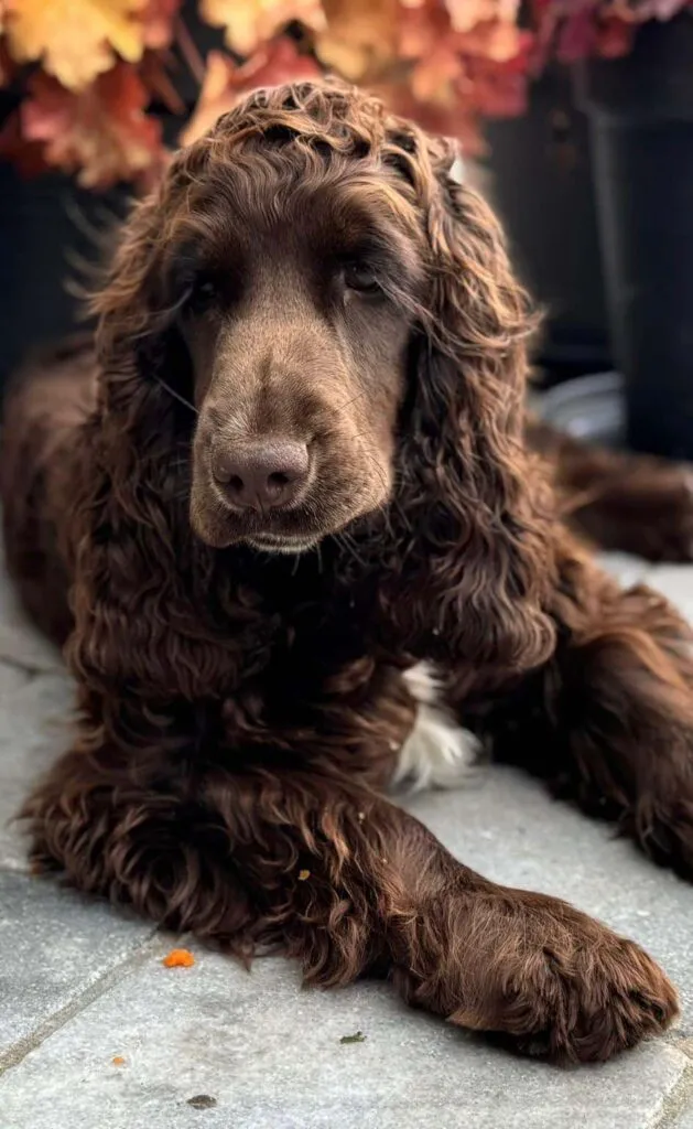 Cocker spaniel anglais vs. Amรฉricain : quelle est la diffรฉrence? 7