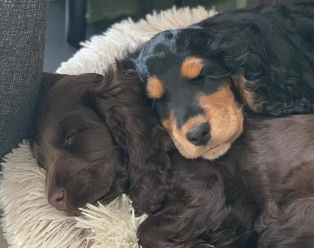 Cocker spaniel anglais vs. Amรฉricain : quelle est la diffรฉrence? 3