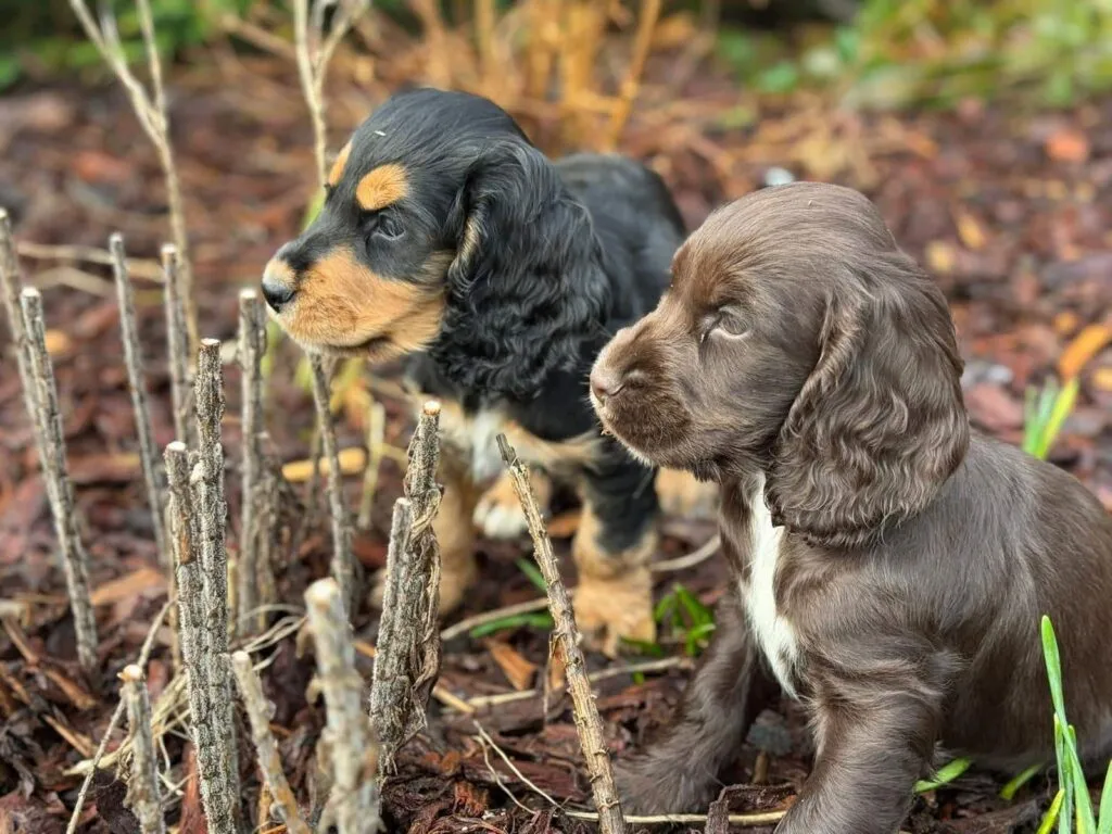 Cocker spaniel anglais vs. Amรฉricain : quelle est la diffรฉrence? 15