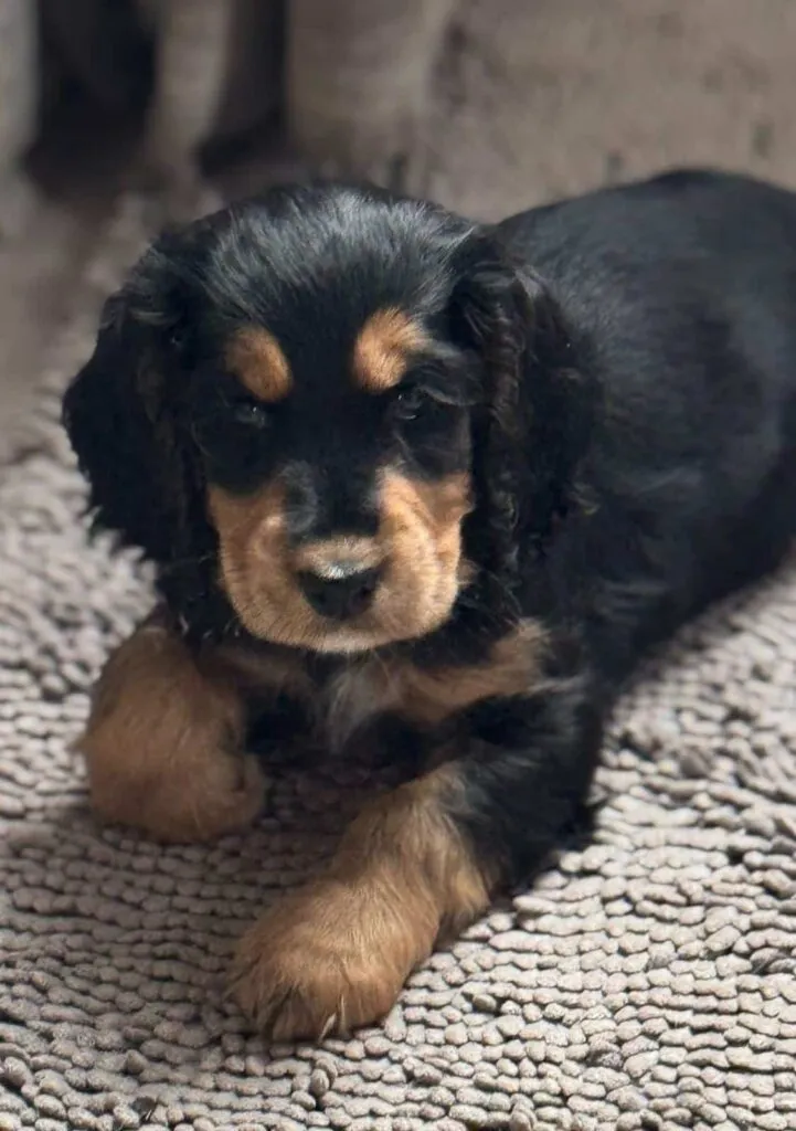 Cocker spaniel anglais vs. Amรฉricain : quelle est la diffรฉrence? 14