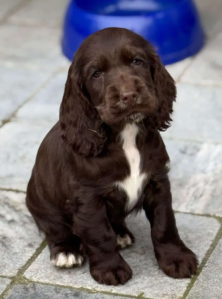 Cocker spaniel anglais vs. Amรฉricain : quelle est la diffรฉrence? 13