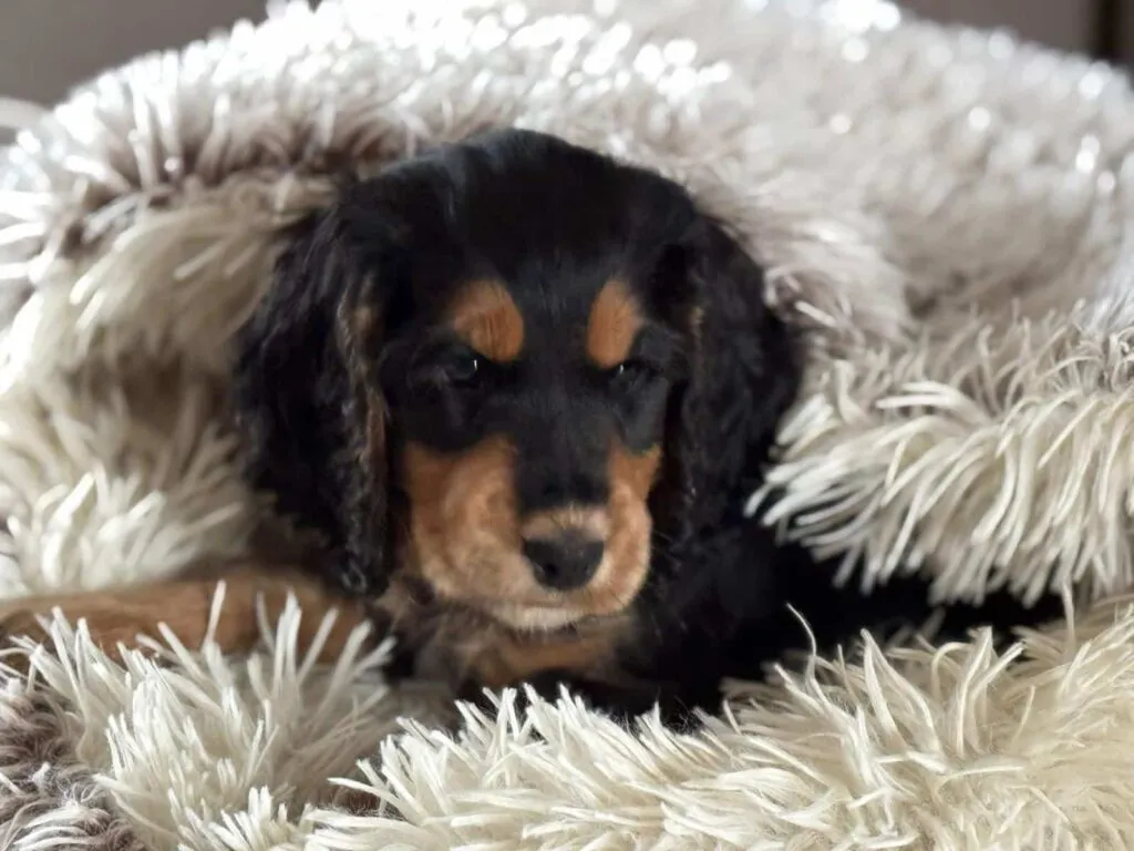 Cocker spaniel anglais vs. Amรฉricain : quelle est la diffรฉrence? 12
