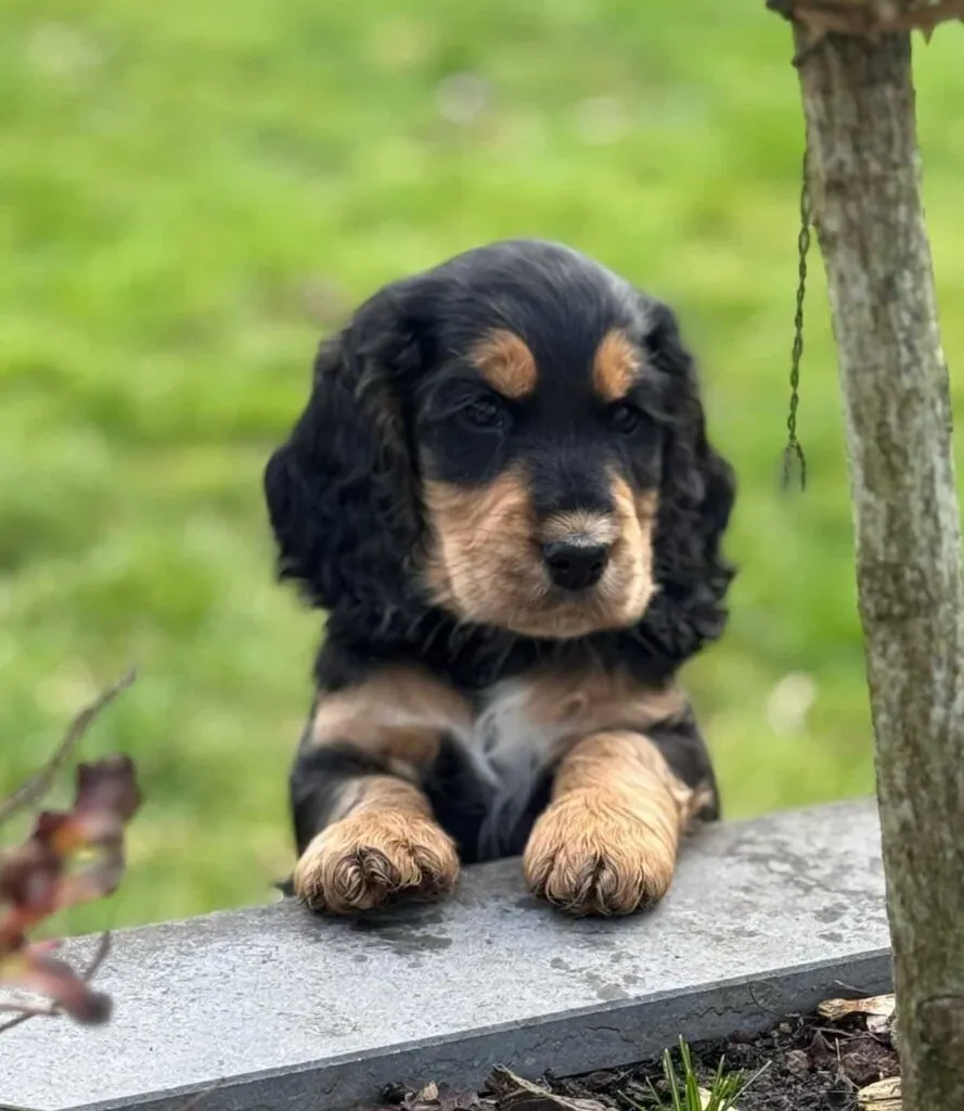 Cocker spaniel anglais vs. Amรฉricain : quelle est la diffรฉrence? 16