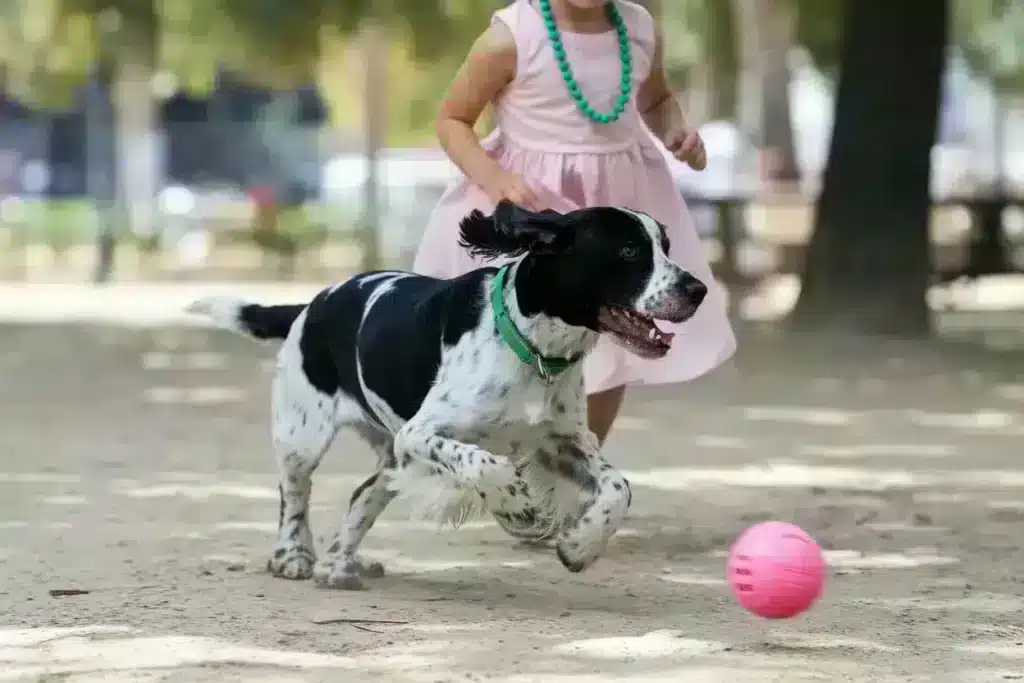 Engelse cocker spaniel nadelen en voordelen: een uitgebreide gids 1 Engelse cocker spaniel voordelen