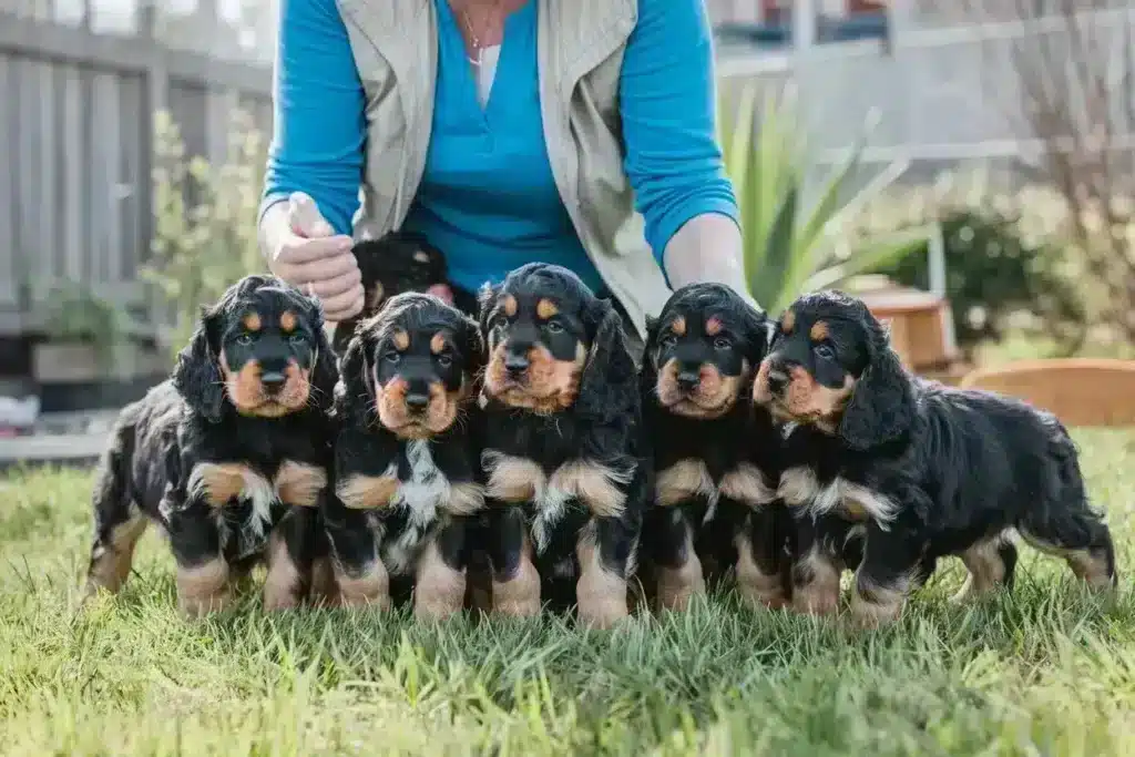 Conseils pour รฉleveurs de cocker anglais : comment trouver le meilleur 2 Engelse cocker spaniel puppy socialisatie