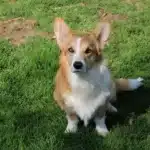 Welsh corgi - roy 10 A dog sitting in the grass