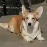 Corgi - roxanne 9 Een bruin-witte corgi met grote oren ligt op een zonnig stenen terras en kijkt naar de camera. Op de achtergrond zijn schaduwen van metalen meubels zichtbaar.