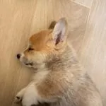 Welsh corgi pembroke - leo 6