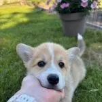 Welsh corgi pembroke - leo 7