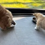 Welsh corgi pembroke - leo 8