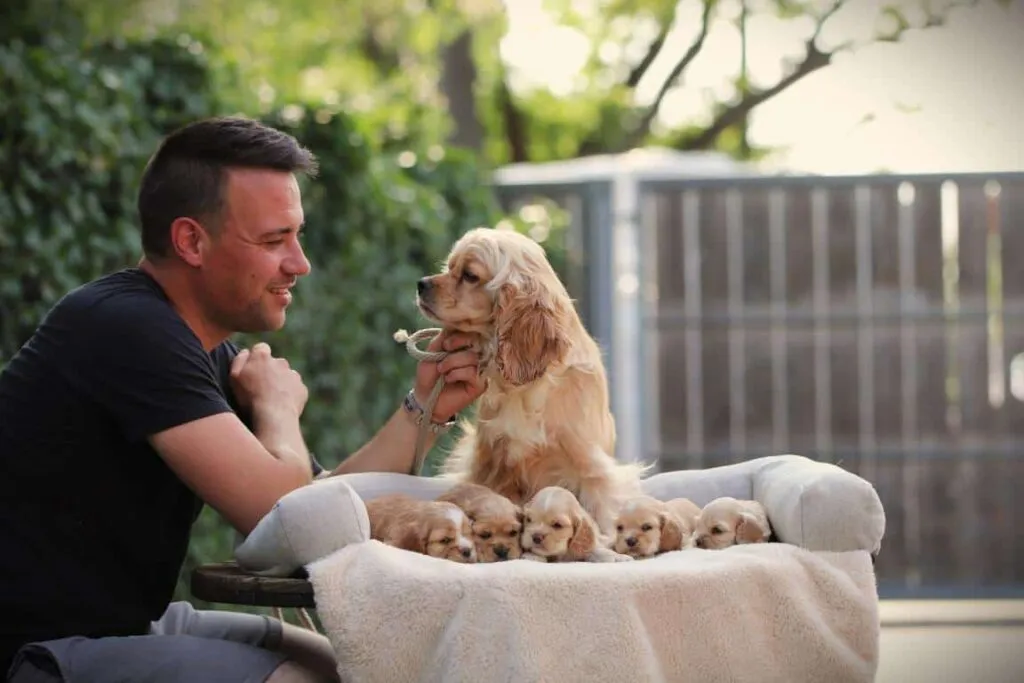 Cocker spaniel anglais vs. Amรฉricain : quelle est la diffรฉrence? 1