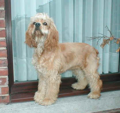 Amerikaanse cocker spanil: alles over het ras! 5 Amerikaanse cocker spaniel huishond