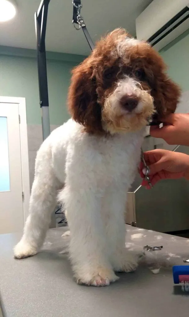 Water dogs vs labradoodle: which hypoallergenic dog suits you? 3 Brushing a hypoallergenic dog's coat