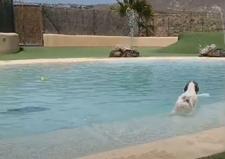 Water dogs vs labradoodle: which hypoallergenic dog suits you? 1 Water dog swimming