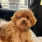Toy poodle - moka 9