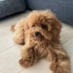 Toy poodle - moka 8