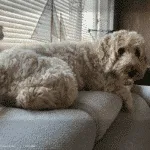 Labradoodle - guapa 18