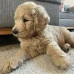 Goldendoodle - alfie 1