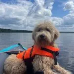 Goldendoodle - alfie 7