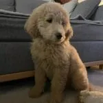 Goldendoodle - alfie 2