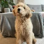 Goldendoodle - alfie 3