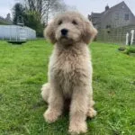 Goldendoodle - alfie 4