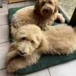 Goldendoodle - alfie 5