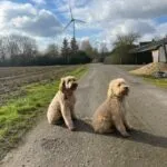 Goldendoodle - alfie 6