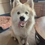 Pomsky - pingy 22