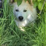 Pomsky - pingy 20