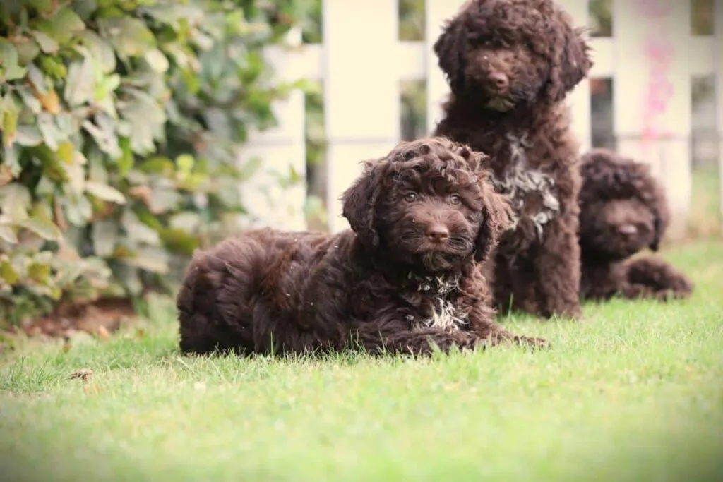 Italiaanse waterhond speelt met kinderen in een gezinssituatie